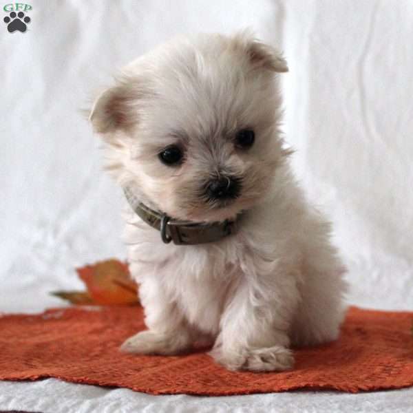 Ryan, Maltese Puppy